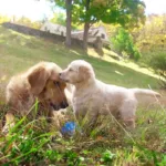 AKC TV Puppies 24/7