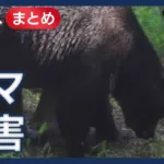 ANN News