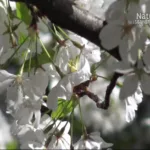 Better Life Nature Channel