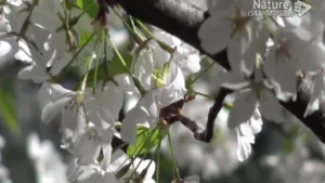 Better Life Nature Channel