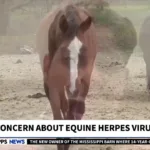 CBS 8 Missoula MT (KPAX)