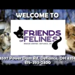 Friends of Felines Rescue Center