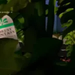 Los Santos TV