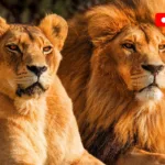 Love Nature