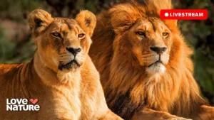 Love Nature
