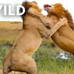 Nat Geo Animals