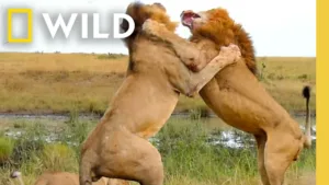Nat Geo Animals