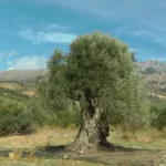 Notioi TV