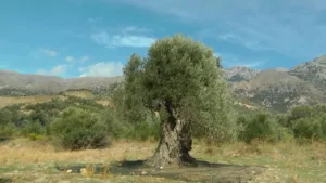 Notioi TV
