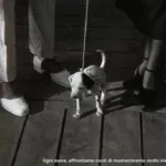 Nuova TV 1