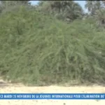 Tele Tchad