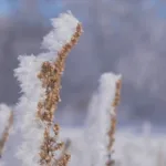 НВК Саха